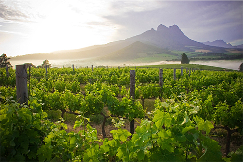 Warwick Wine Estate: At the foot of the Simonsberg Mountain