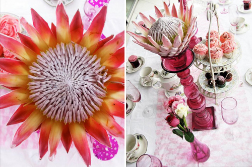 Wedding Proteas