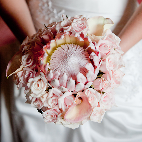 Wedding Proteas