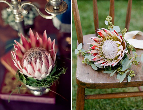 Wedding Proteas