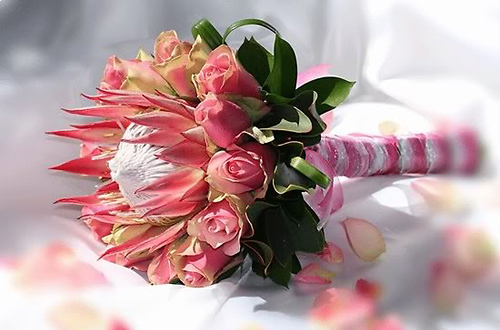 Wedding Proteas