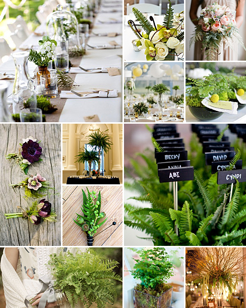 Flourishing Ferns { Lush + Enchanting }