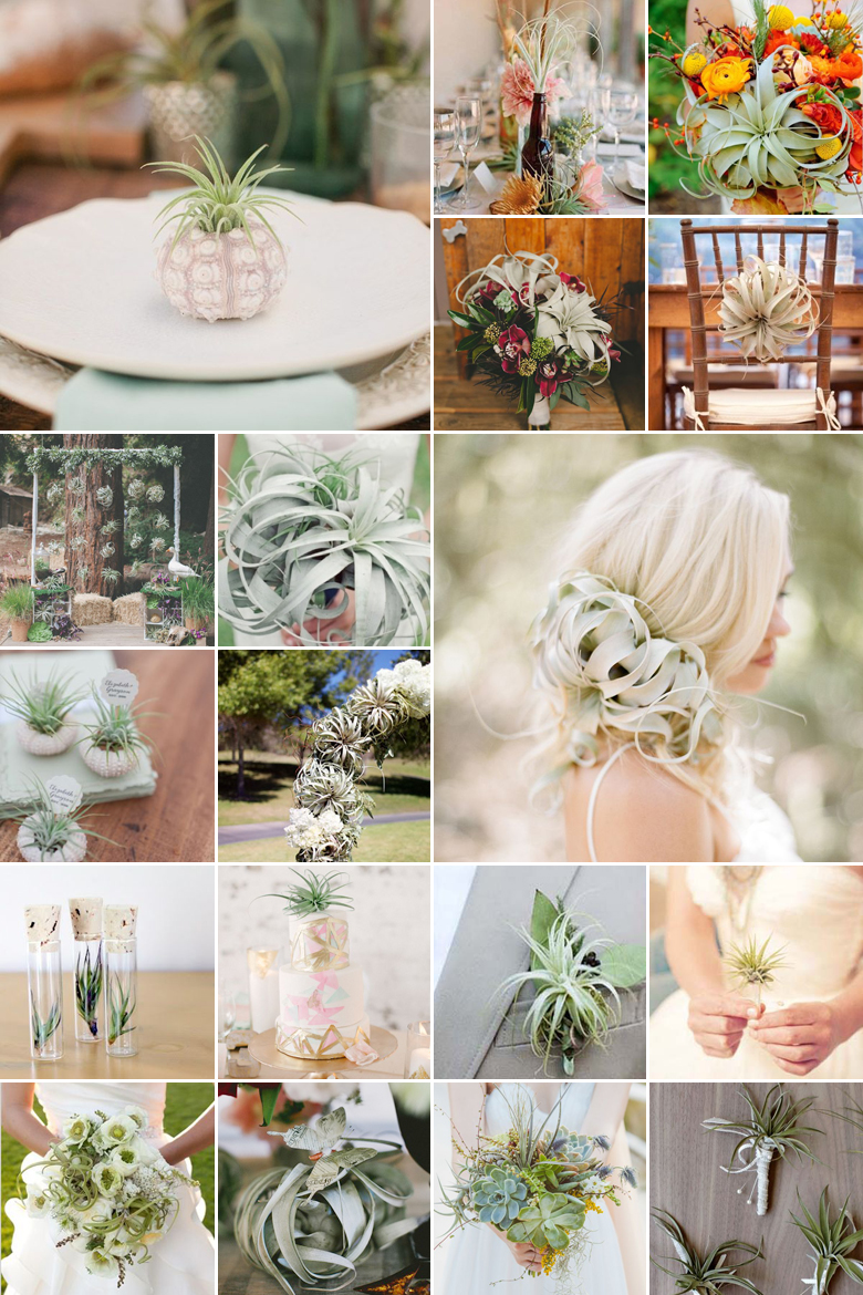 Air Plants { Whimsical Creepers }
