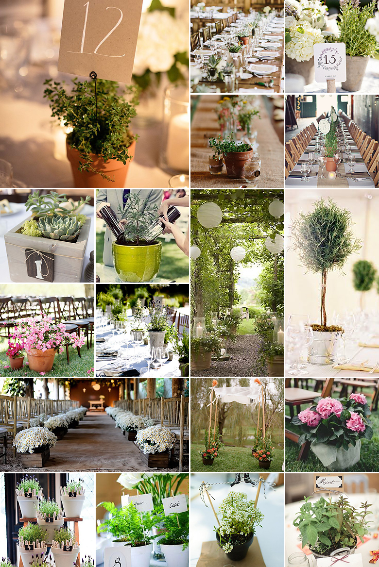 Pot Plants { Luscious Décor }