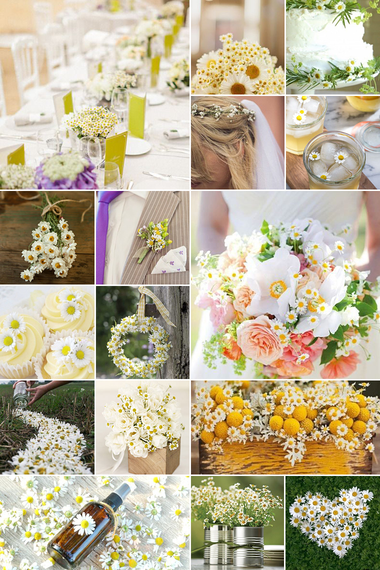 Camomile { Cute + Simple }