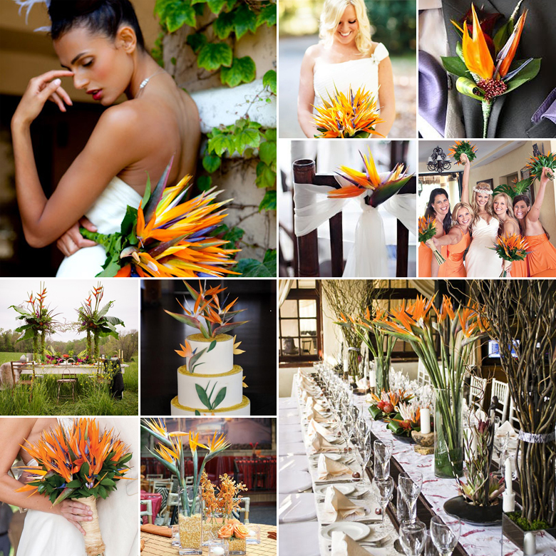 Striking Strelitzias { Local Lovelies }